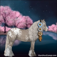 Horse Color:White Spotted Silver Grullo Sabino Appaloosa 