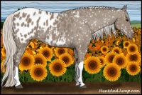 Horse Color:Silver Grullo Appaloosa 