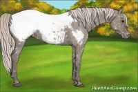 Horse Color:Silver Grullo Snowcap 