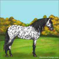 Horse Color:Blue Roan Near Leopard