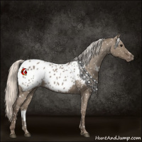 Horse Color:Silver Grullo Appaloosa 