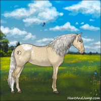 Horse Color:Silver Smoky Grullo Appaloosa 