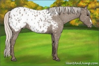 Horse Color:Silver Grullo Appaloosa 