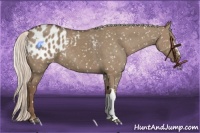 Horse Color:Silver Grullo Appaloosa 