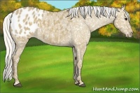 Horse Color:Silver Smoky Grullo Appaloosa