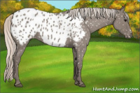 Horse Color:Silver Grullo Roan Appaloosa 