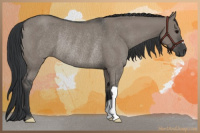 Horse Color:Grullo Rabicano 