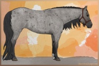 Horse Color:Grullo Roan Rabicano 
