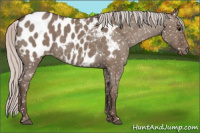 Horse Color:Silver Grullo Appaloosa 