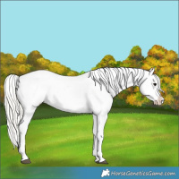 Horse Color:Silver Grullo Appaloosa