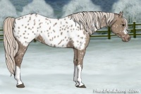 Horse Color:Silver Grullo Appaloosa 