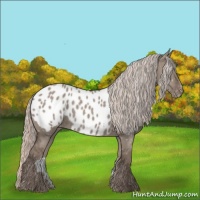 Horse Color:Silver Grullo Near Leopard 