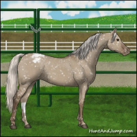 Horse Color:Silver Grullo Appaloosa 