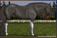 Horse Color:Smoky Black Tobiano 