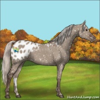 Horse Color:Silver Grullo Appaloosa 
