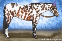Horse Color:Bay Appaloosa