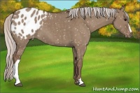 Horse Color:Silver Grullo Appaloosa 