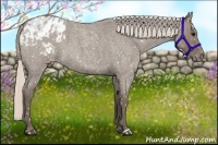 Horse Color:Silver Grullo Roan Appaloosa 