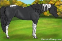 Horse Color:Black Tobiano 