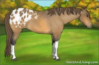 Horse Color:Buckskin Blanket 