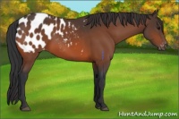 Horse Color:Bay Appaloosa 