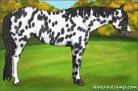 Horse Color:Black Near Leopard 