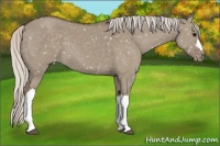 Horse Color:Silver Grullo Appaloosa 