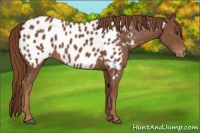 Horse Color:Chestnut Appaloosa 