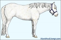 Horse Color:Palomino Appaloosa  and Cremello Appaloosa 