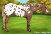 Horse Color:Chestnut Appaloosa 