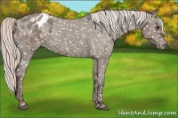 Horse Color:Silver Grullo Appaloosa 