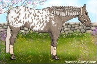 Horse Color:Silver Grullo Appaloosa 