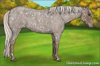 Horse Color:Silver Blue Roan Appaloosa