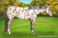 Horse Color:Amber Champagne Appaloosa  and Amber Champagne Appaloosa 