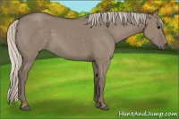 Horse Color:Silver Grullo 