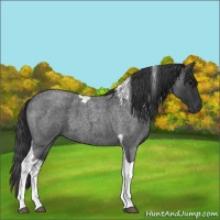Horse Color:Blue Roan Tobiano 