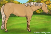Horse Color:Palomino 