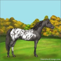 Horse Color:Grullo Appaloosa 