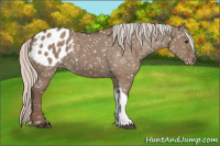 Horse Color:Silver Grullo Appaloosa 
