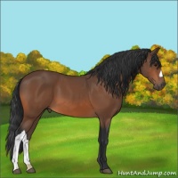 Horse Color:Bay 