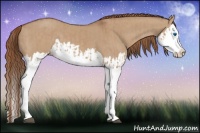 Horse Color:Red Dun Splash  and Red Dun Splash 