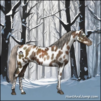 Horse Color:Gray Silver Black Pearl Tobiano Appaloosa 