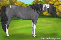 Horse Color:Blue Roan Tobiano
