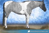 Horse Color:Blue Roan Tobiano 
