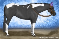 Horse Color:Blue Roan Tobiano 