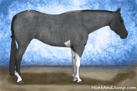 Horse Color:Blue Roan Tobiano 