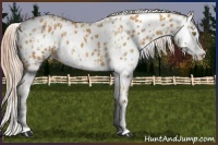 Horse Color:Palomino Appaloosa  and Palomino Splash Appaloosa 