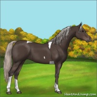 Horse Color:Silver Black Tobiano 