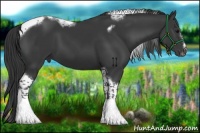 Horse Color:Black Splash Tobiano Frame 