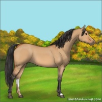 Horse Color:Bay Dun